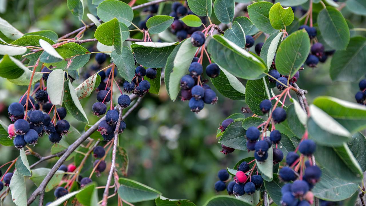  Muchovník obsahuje viac antioxidantov ako čučoriedky.