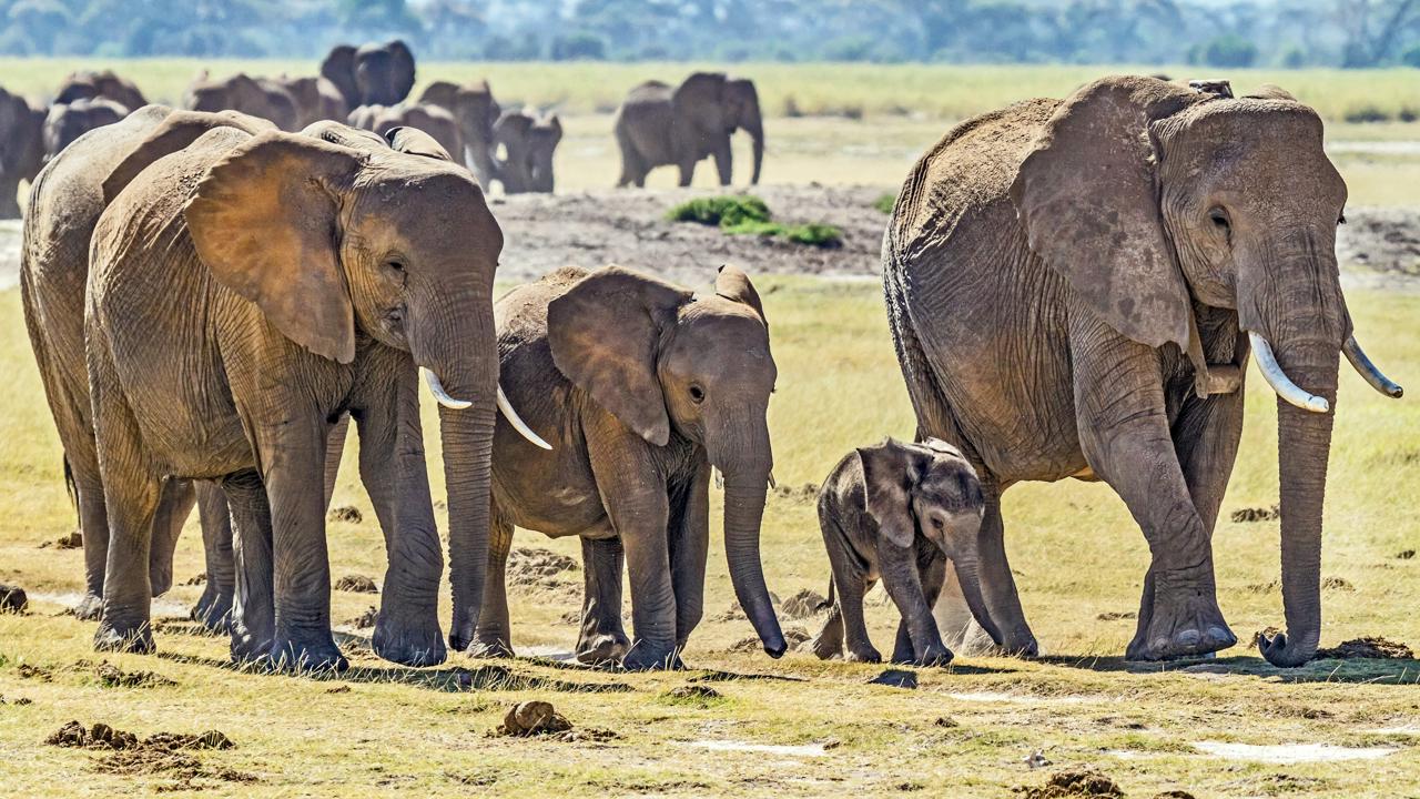 Na viacerých miestach už vymreli. Africké slony prosperujú už len v hŕstke oblastí.