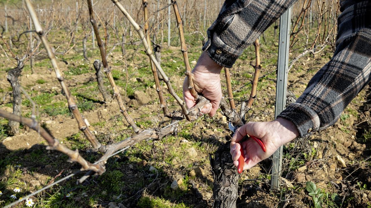 1. Odstránenie dvojročného a jednoročného dreva ďaleko od kmeňa