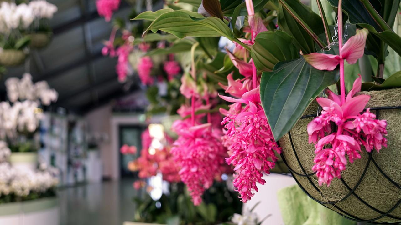 Beautiful blooming Medinilla plant on blurred background