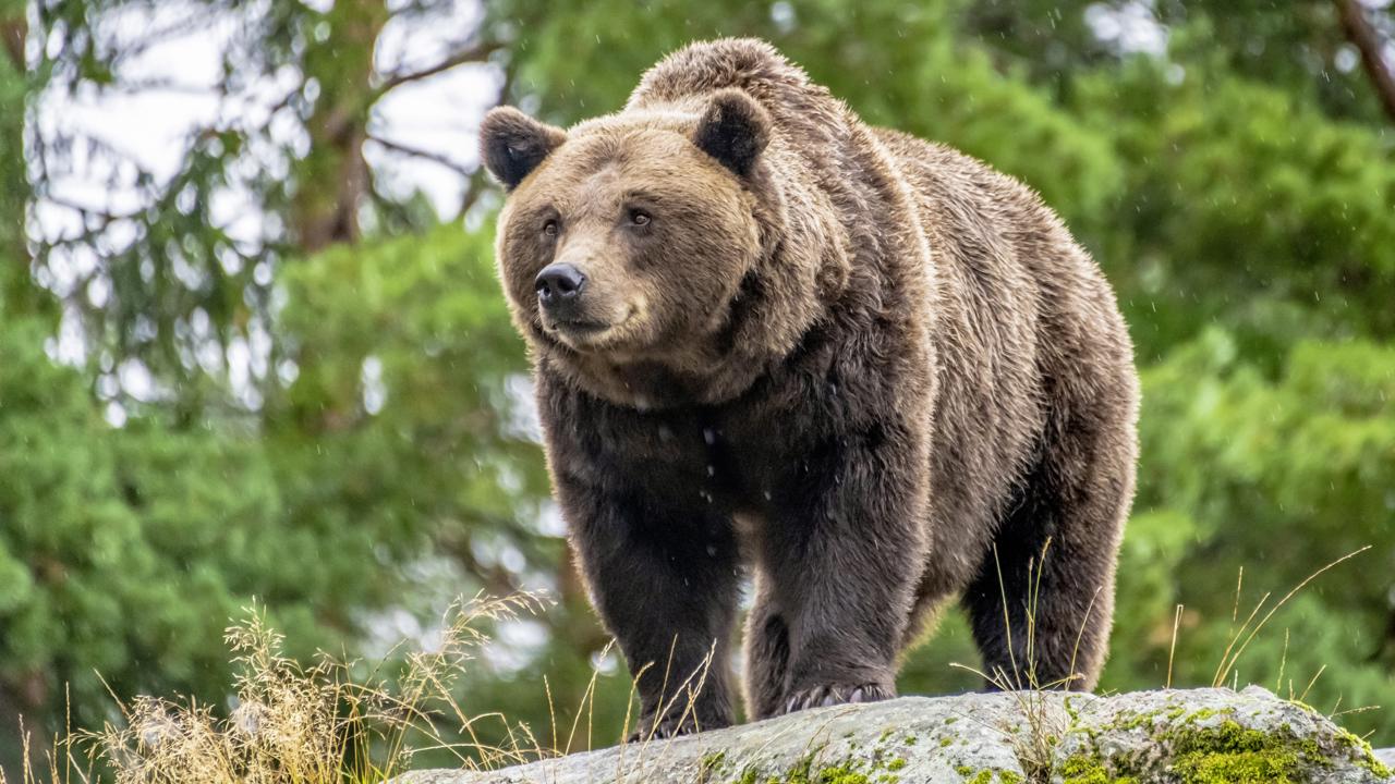 Nemá nepriateľa. Na Slovensku nie je šelma, ktorá by dospelého medveďa dokázala ohroziť.