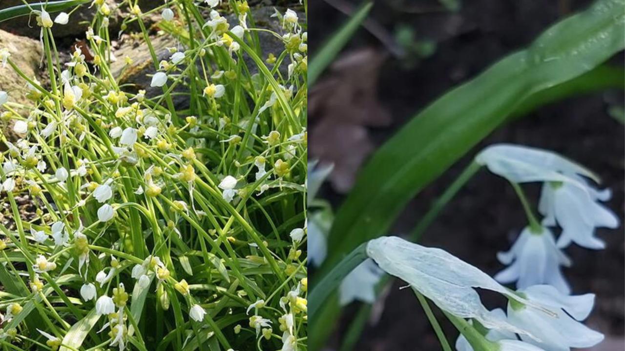 Cesnak zvláštny má skvelú chuť, i aromatickú vôňu. 