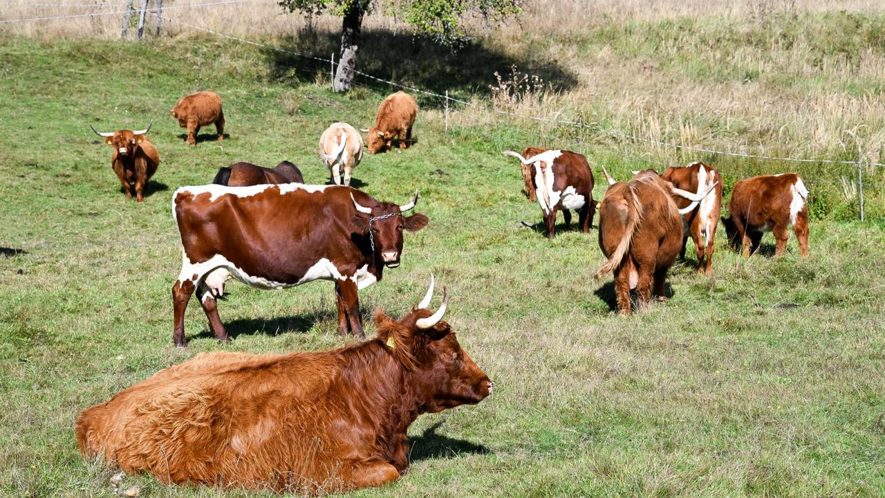 Po zistení slintačky a krívačky zakázali prevozy zvierat. (Ilustračné foto)