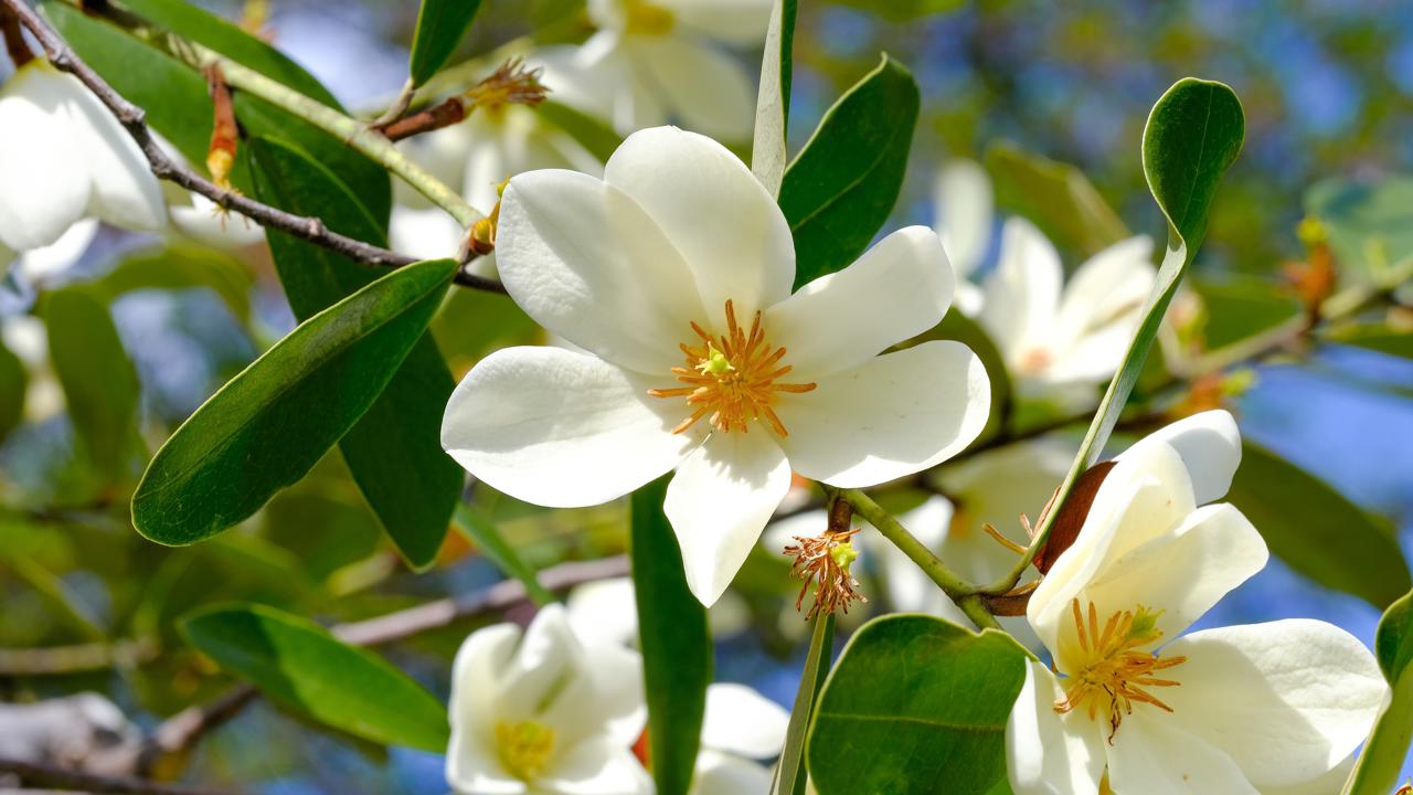 Magnolia laevifolia ‘Vanilla Pearls’ je ideálnou voľbou pre moderné záhrady, kde vynikne ako solitér, ale aj v skupinových výsadbách. Vďaka svojej kompaktnosti je vhodná na pestovanie v nádobách.