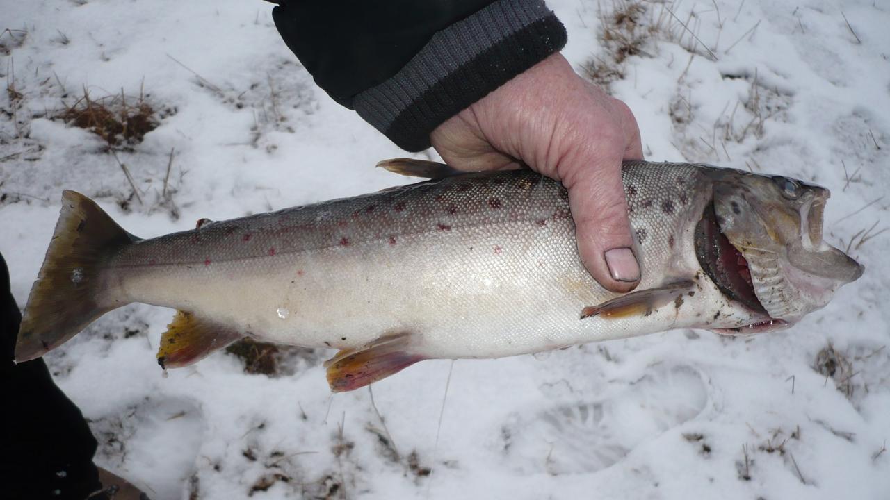 Úhyn na Poprade vo februári 2014