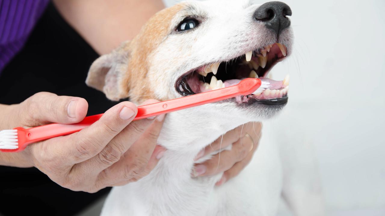 hand brushing dog's tooth for dental care