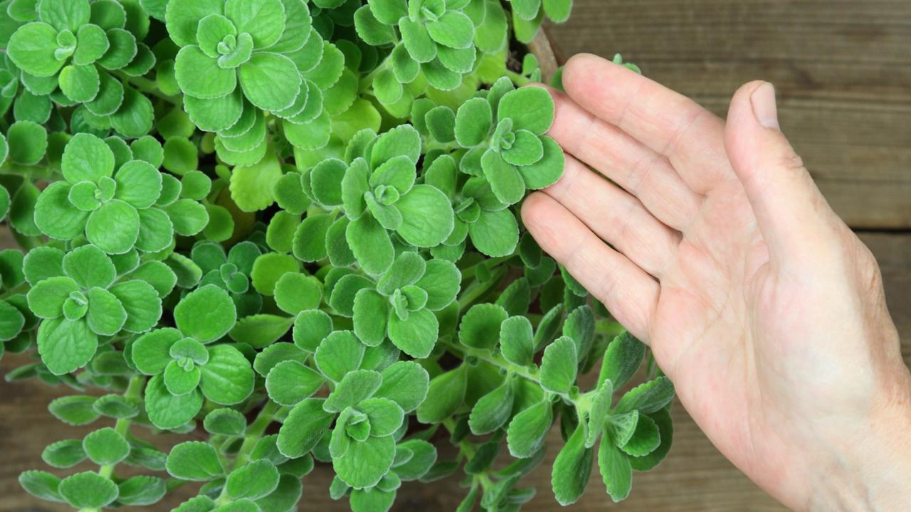 Kubánske oregano, grécky eukalyptus, mexický eukalyptus, španielsky tymian či jednoducho nádchovník – všetky tieto pomenovania sa používajú na označenie nenáročnej zelenej rastlinky.