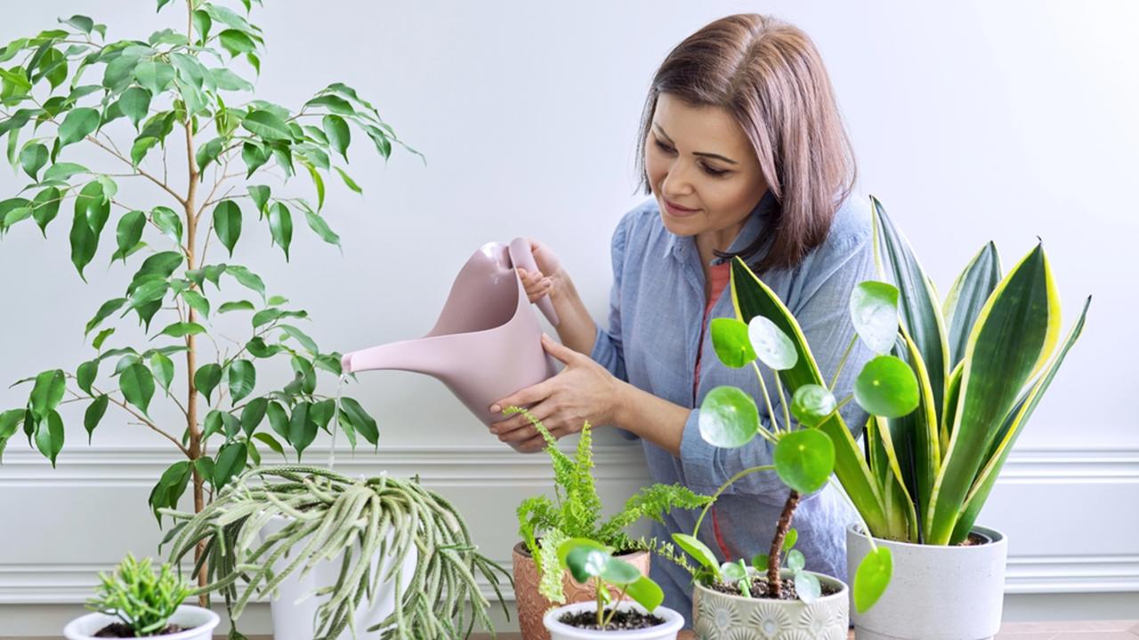 Woman caring for houseplants in pots, watering plants from watering can