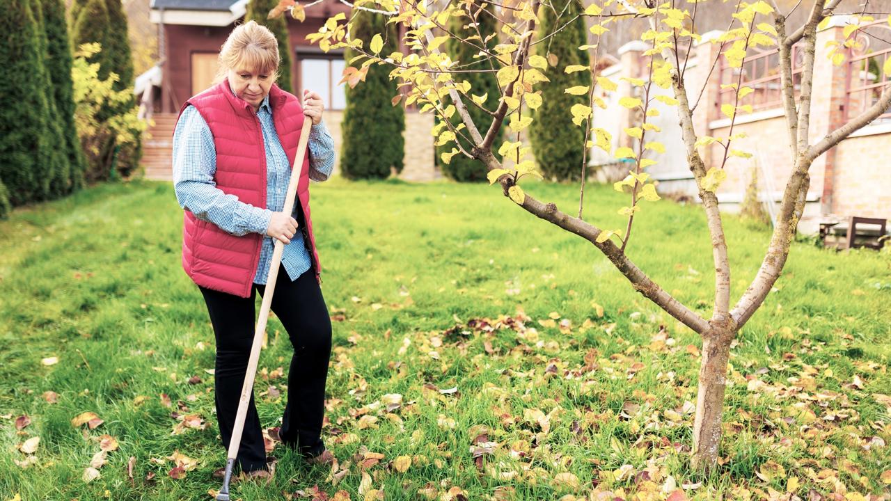 Stromy si začínajú vytvárať svoje zásoby ešte predtým, ako vstúpia do obdobia vegetačného pokoja.