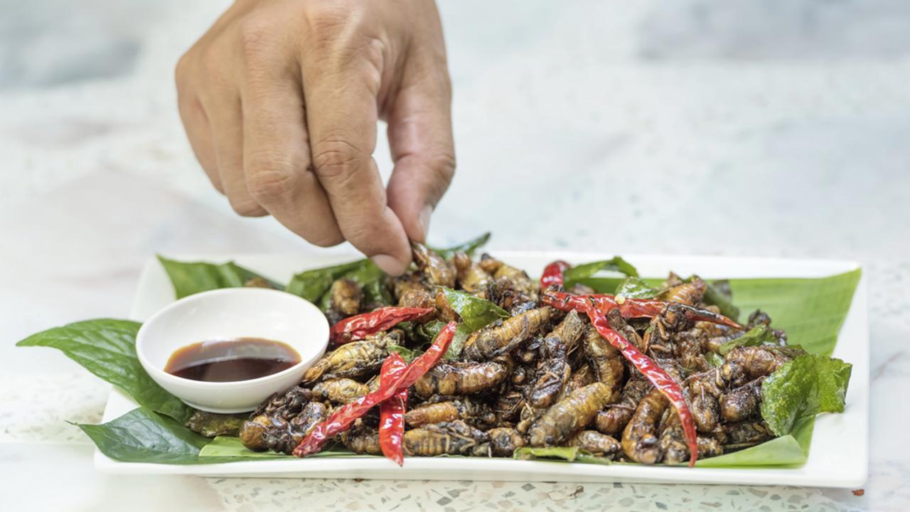 cooked cicada