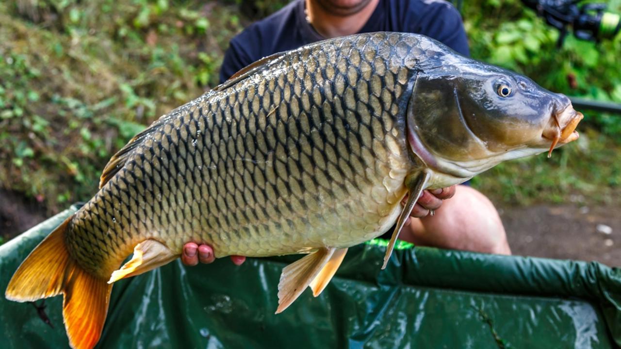 Geniálne riešenie na lov kapitálnych kaprov: Boilies