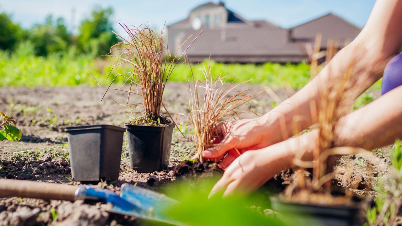 Z botanického hľadiska nejde o pravé trávy, ale o byliny trávovitého vzhľadu, pretože patria do čeľade šáchorovitých (Cypraceae).