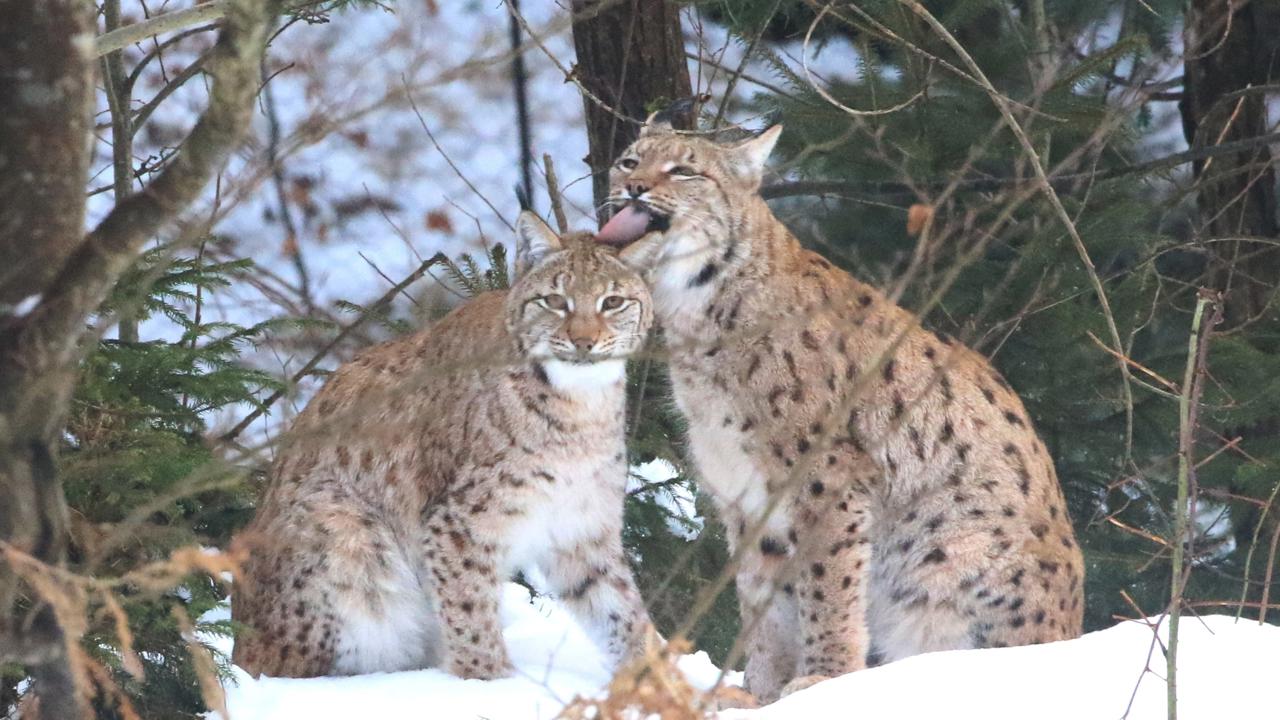 Samec a samica v čase ruje, ktorá prebieha v vo februári a v marci