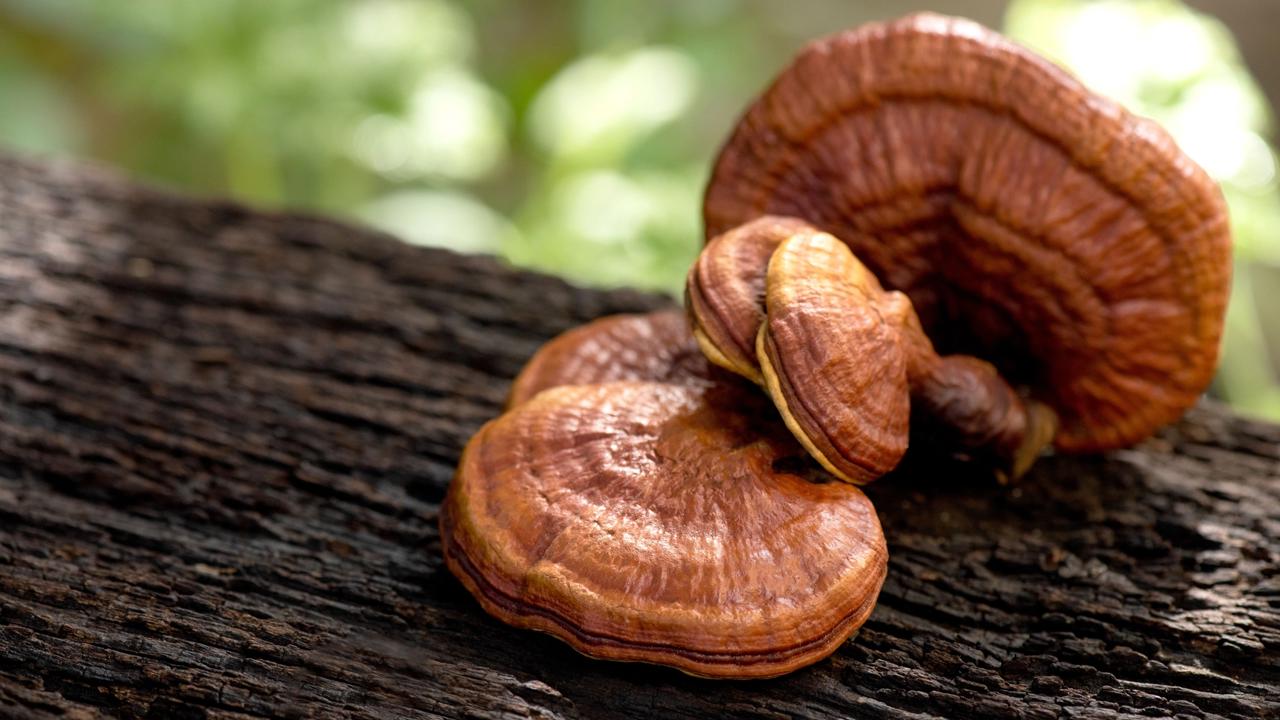 Čínska medicína využíva liečivé schopnosti reishi, po našom lesklokôrovky, už vyše 4-tisíc rokov.