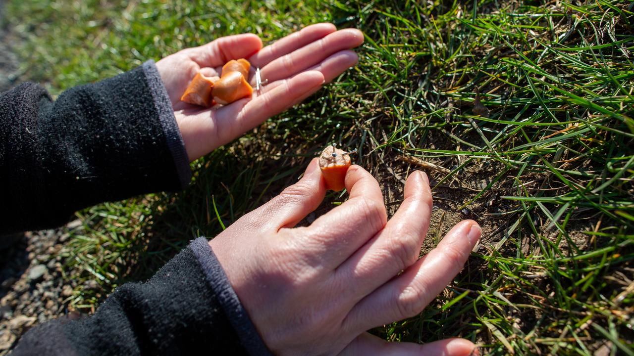 Párky naplnené ostrými predmetmi sú nebezpečné pre domácich miláčikov. (ilustr. foto)