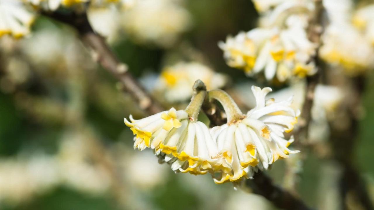 Edgevortia (Edgeworthia chrysantha)