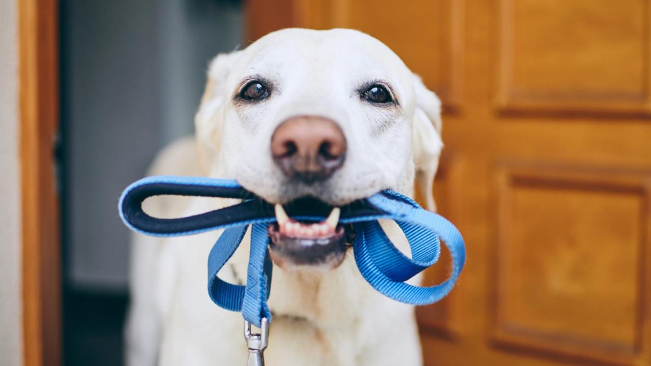 Dog,Waiting,For,Walk.,Labrador,Retriever,Standing,With,Leash,In