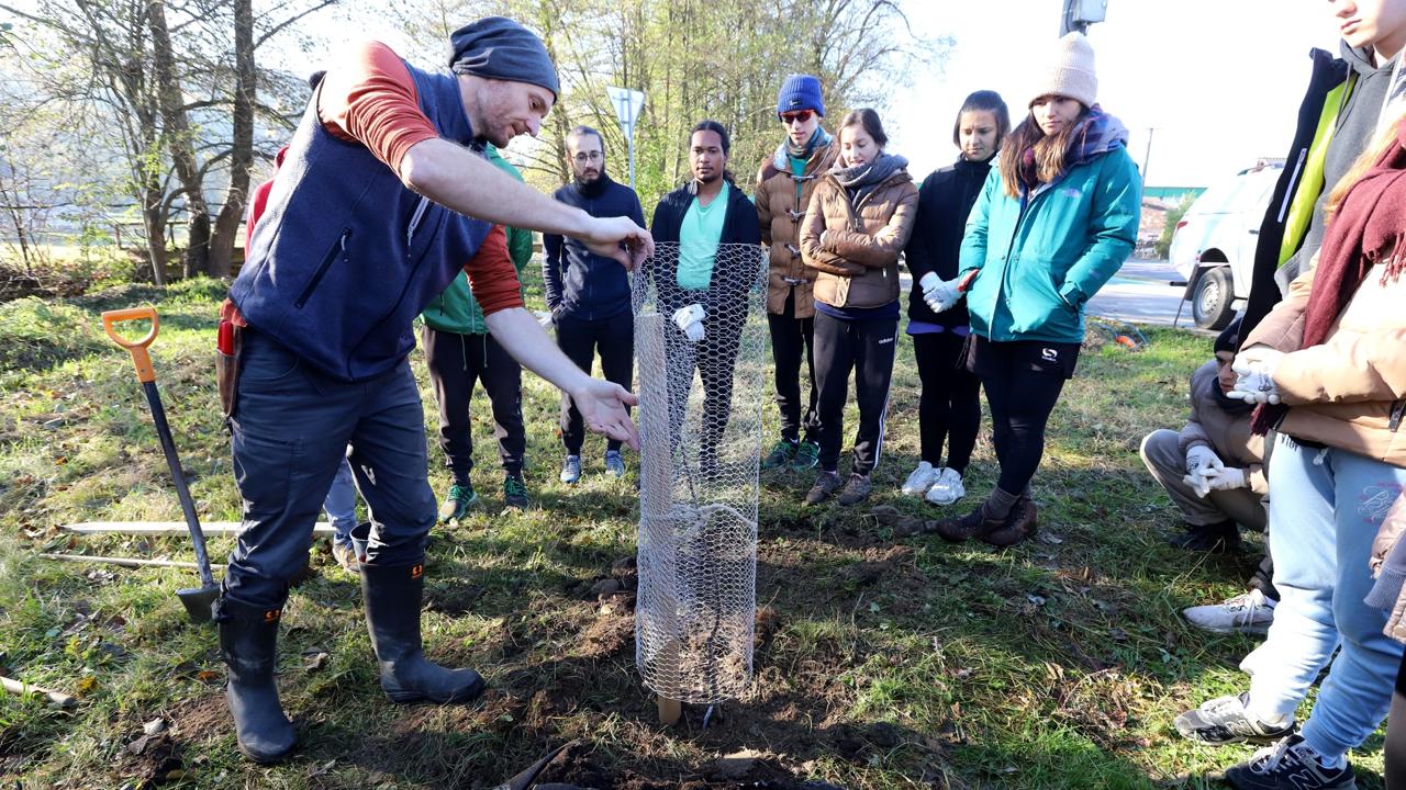 Tlačový brífing v rámci projektu LIFE Príroda pre všetkých (LIFE-IP NATURA 2000 SVK) Ministerstva životného prostredia SR, Národného lesníckeho centra a Mesta Hriňová na tému založenie archívu vzácnych starých odrôd jabloní. Založenie archívu vzácnych starých odrôd jabloní v meste Hriňová pomôže zachovať prírodné dedičstvo pre budúce generácie a podporí vznik agrolesníckych systémov v okolitej krajine. Na snímke výsadba jabloní popri cyklotrase v Hriňovej 5. novembra 2024. FOTO TASR - Ján Krošlák