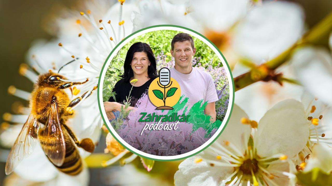 PODCAST | Človek je často nepriateľom včiel! Takto im zjednodušíte život vo vašej záhrade