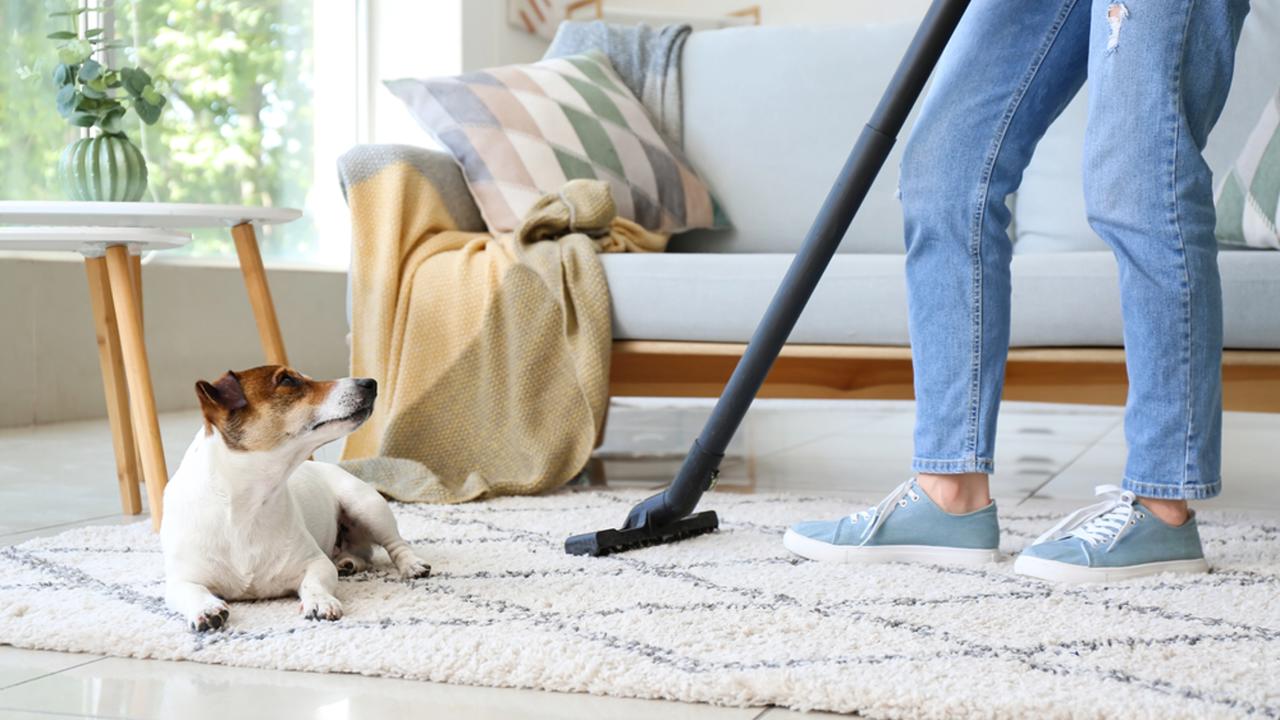 Owner of cute dog cleaning carpet at home