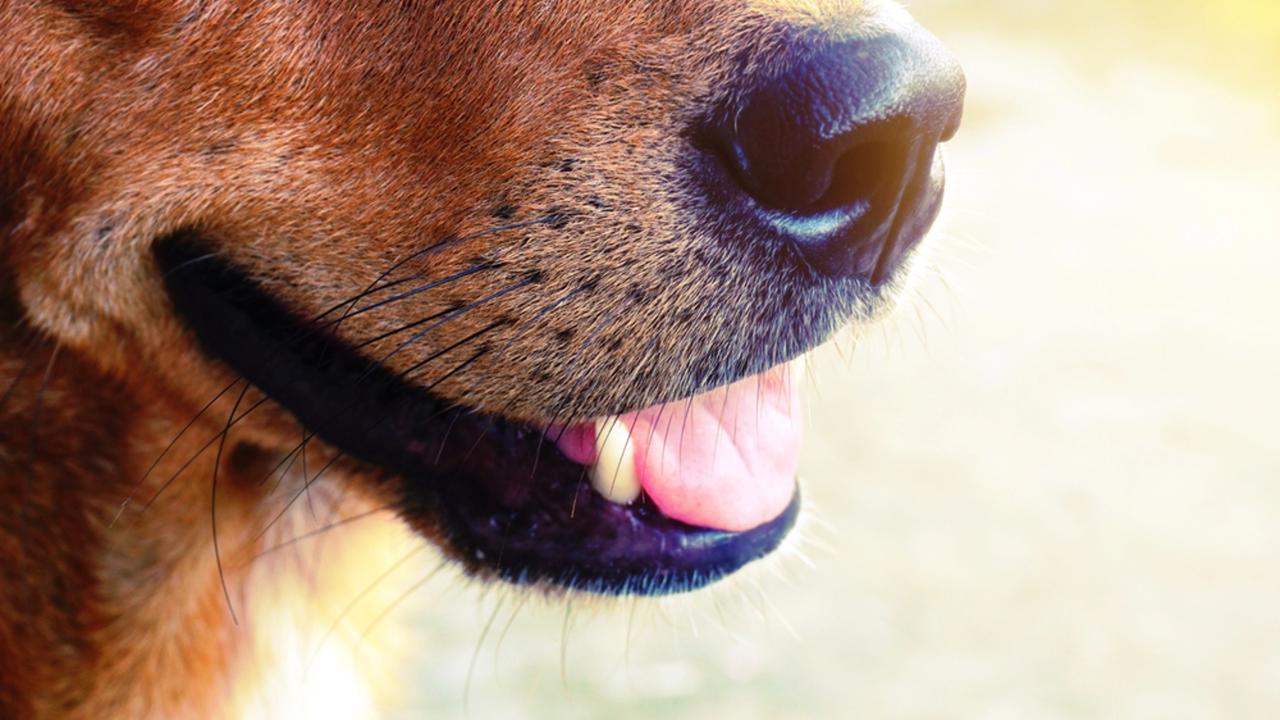 dog mouth open closeup