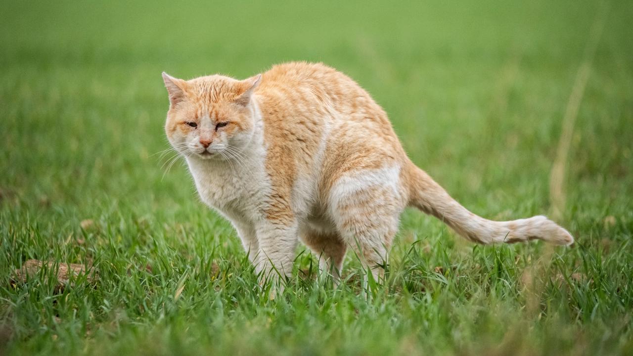 Keď susedova mačka vykonáva potrebu na vašom pozemku, je to frustrujúce.