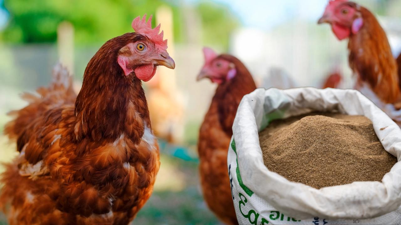 Rybia múčka sa veľmi dobre rozpúšťa vo vode a uvoľňuje aromatické látky, ktoré sa po napití dostávajú do tela sliepok 