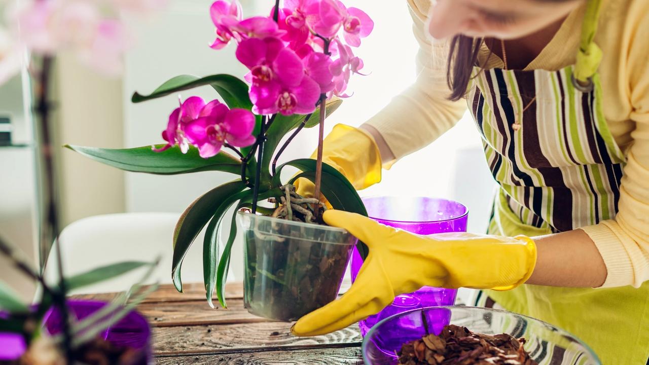 Ako vyzerá správna starostlivosť o ORCHIDEU? Ak ju polievate do kvetináča, robíte CHYBU! Takto ju strihajte a zavlažuje, aby bola krásna
