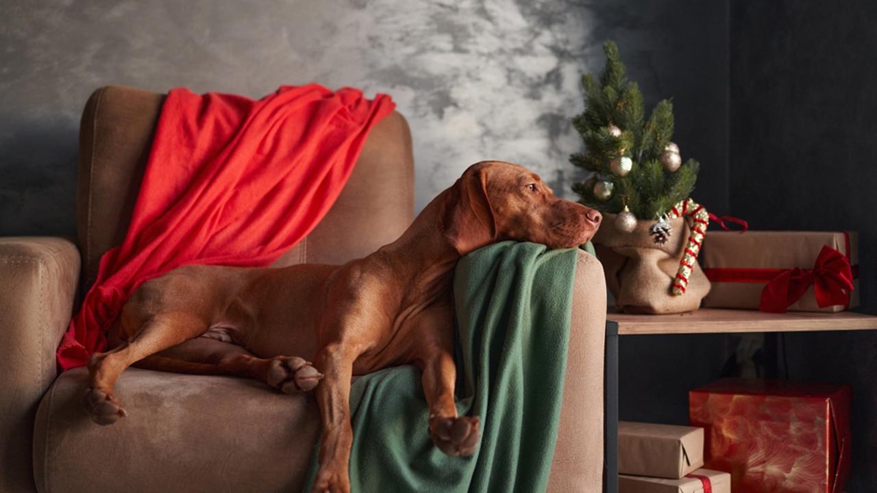 A poised Vizsla dog in festive attire lounges on a couch, embodying the relaxed essence of holiday leisure