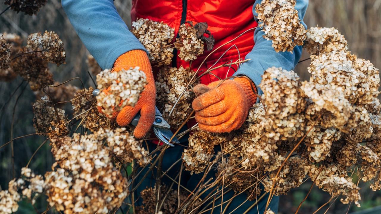 A gardener wearing gloves trims wilted hydrangea flowers before winter