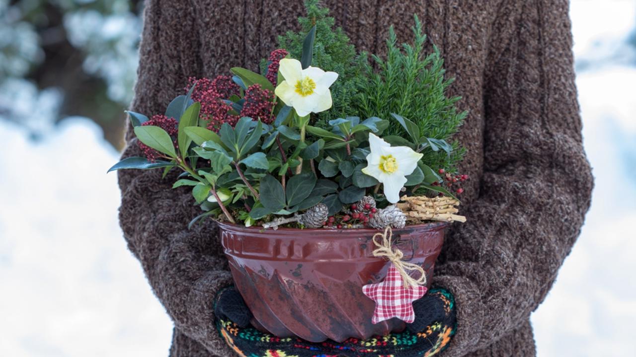 Nemusíte byť florista, aby ste vytvorili pútavú výzdobu vhodnú na balkón, terasu, na stôl do altánku, vonkajší parapet či ku vchodovým dverám. Čemerice doplňte čečinou, šiškami a gaultériou, fialové a ružové kvety pekne ukážu so strieborným drôtikom.