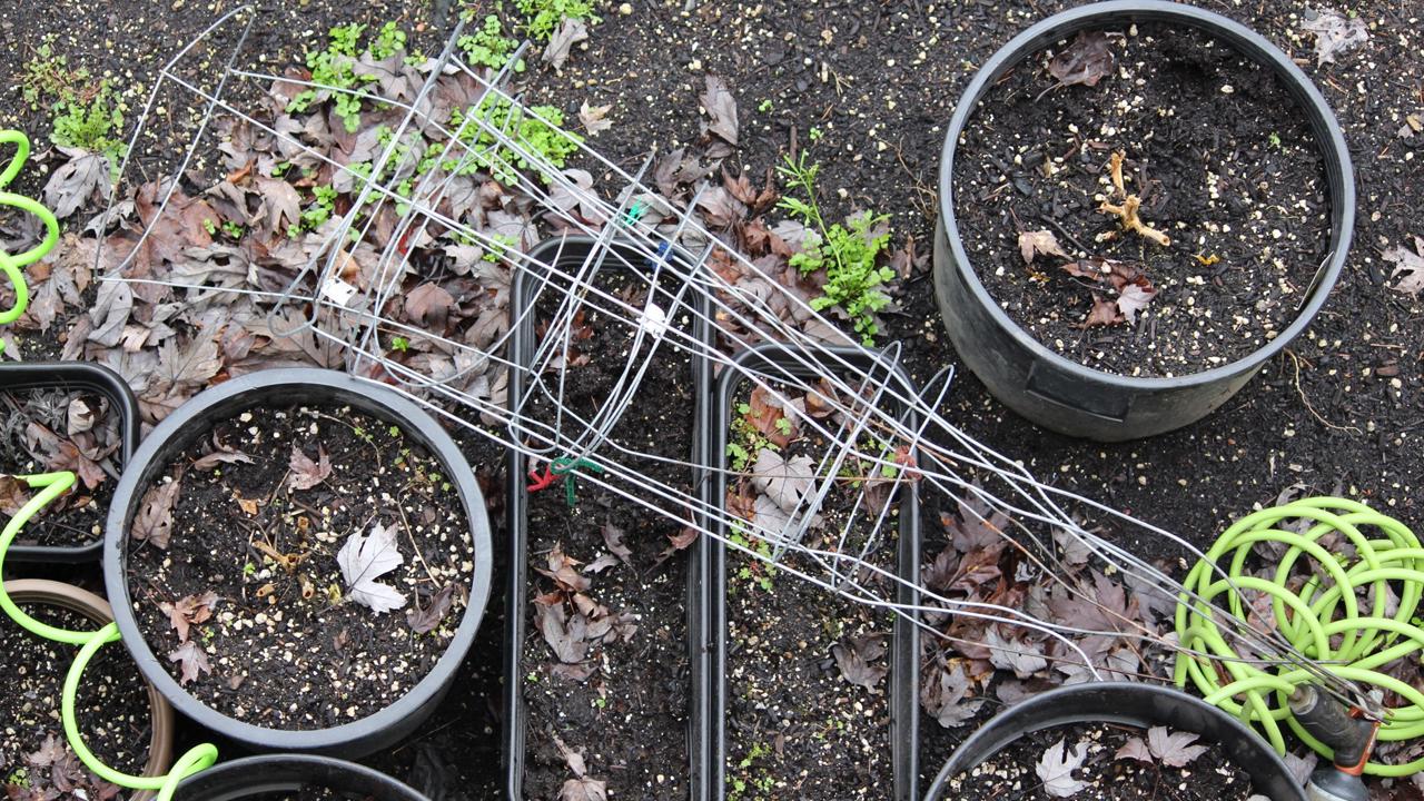 Na terasách a balkónoch začnú s príchodom jesene zívať prázdnotou črepníky s odumretými letničkami. Väčšina ľudí premýšľa, čo s použitým substrátom.