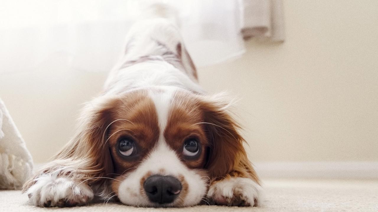 Potreba pohybu závisí od plemena, veku a zdravotného stavu psa. Aktívne plemená ako border kólia, labrador či husky potrebujú aj dve hodiny denne, zatiaľ čo menšie alebo menej aktívne psy si vystačia s kratšími prechádzkami.