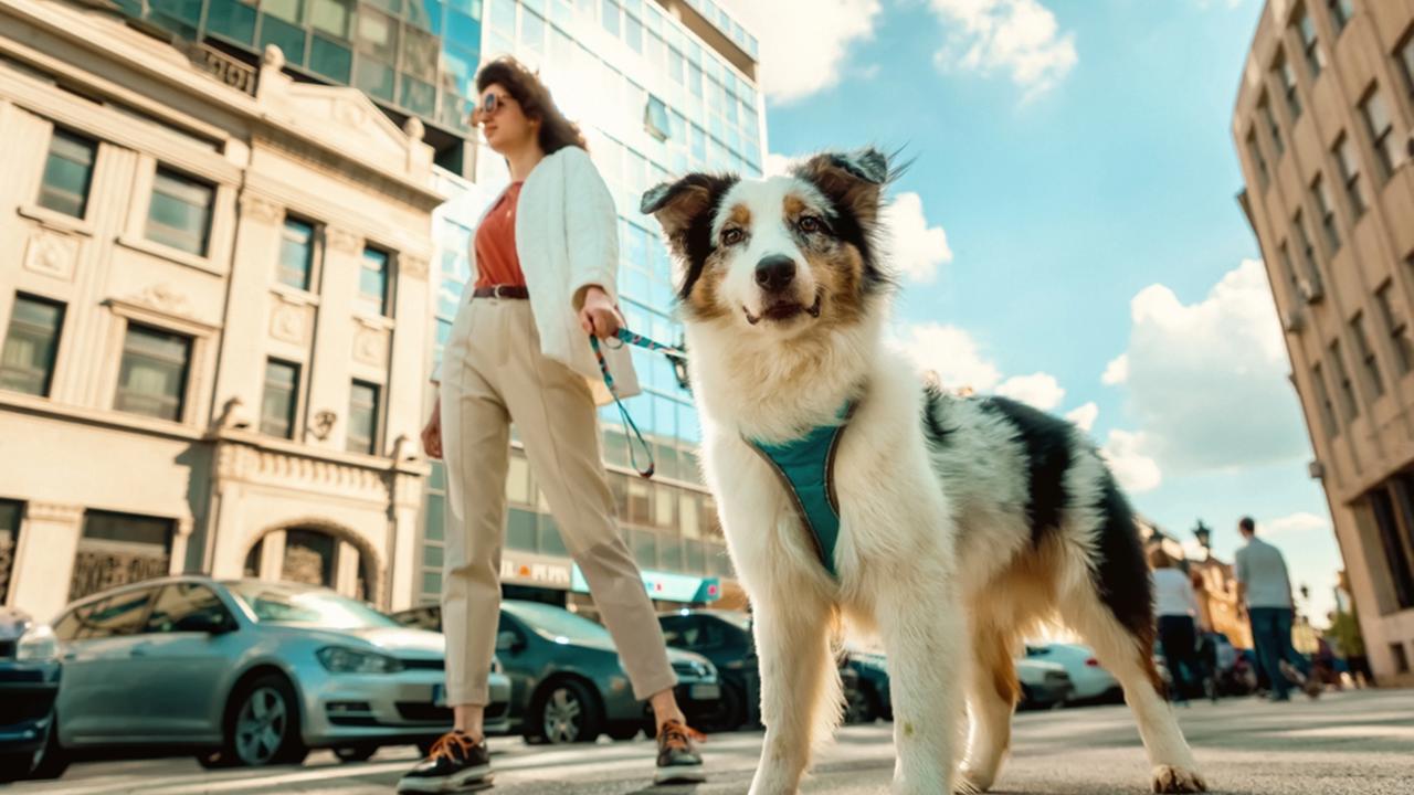 Bottom view of young Caucasian woman with purebreed aussie dog poses against background of city. Friendship with pet.