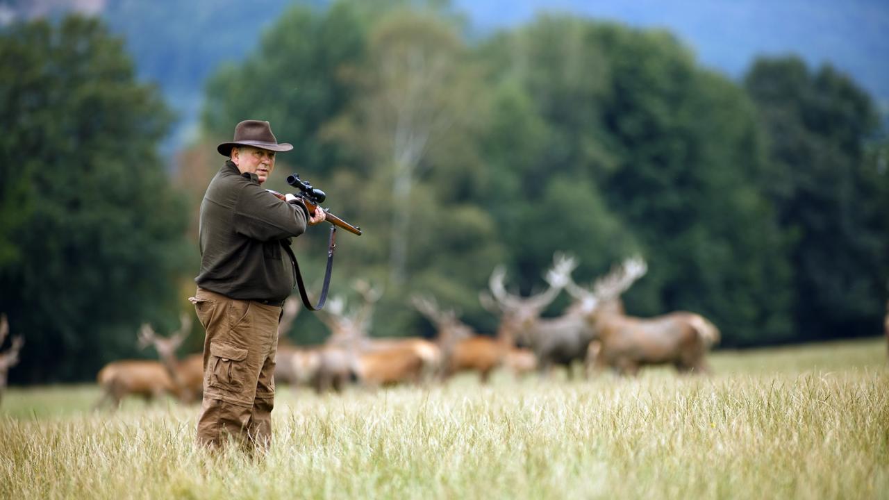 Napriek tomu, že jelenia zver je premnožená, poľovníci chcú regulovať početnosť jej prirodzeného predátora.