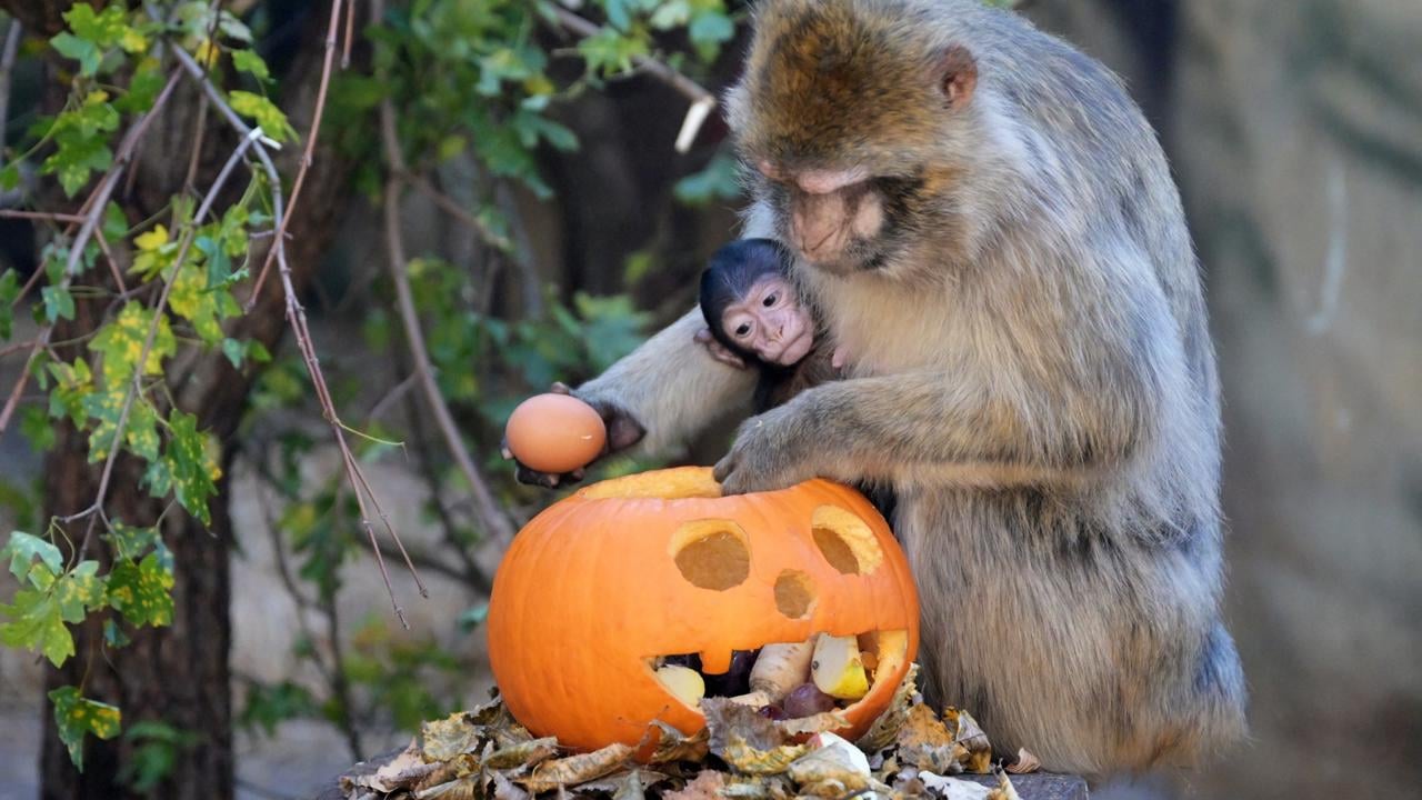 V košickej ZOO servírovali zvieratám halloweenské tekvice. Na snímke opica makak magot s mláďaťom.  Košice, 5. novembra 2024. FOTO TASR – František Iván