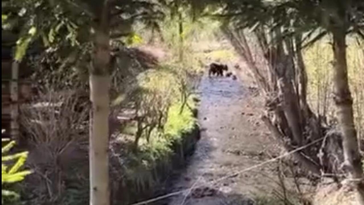 Keď nejdú do lesa, les príde za nimi.