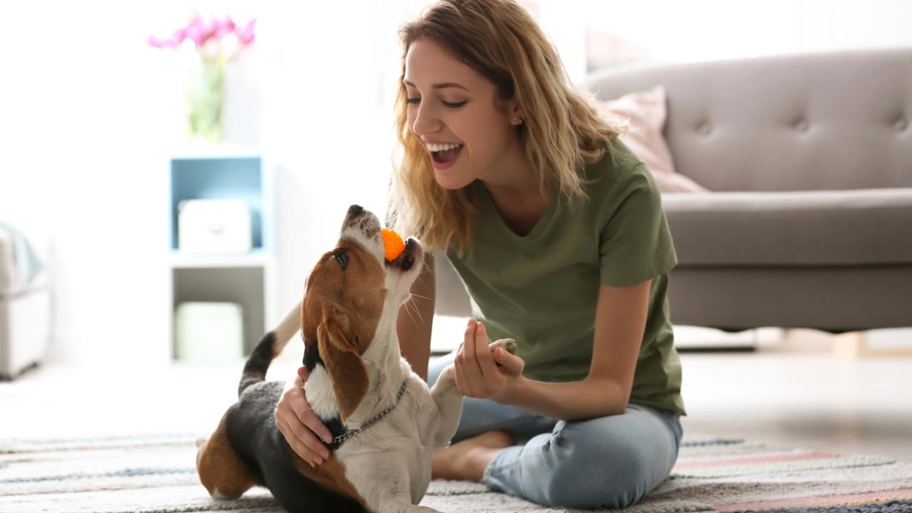 Young woman playing with her dog at home