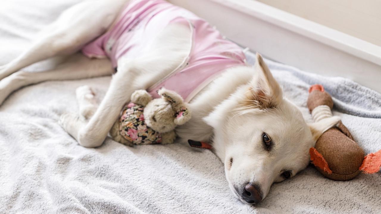 Cute,Dog,After,Spaying,Sleeping,On,Bed,With,Favourite,Toy.