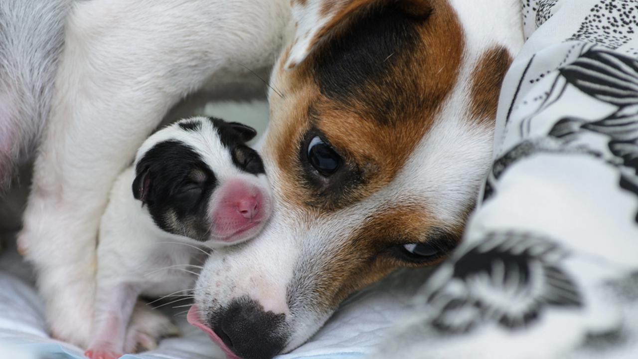 Dog,Puppies,Jack,Russell,Terrier,Right,After,Birth,,Dog,Mom