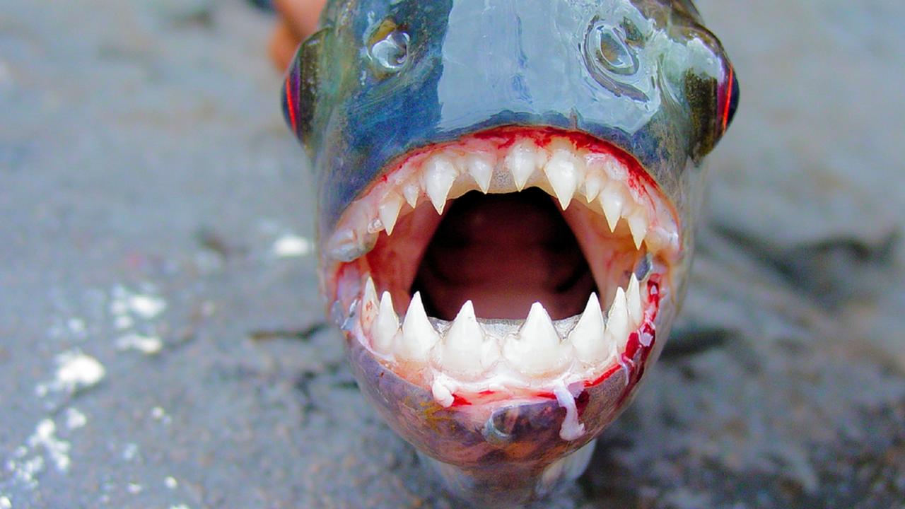 Amazon,Black,Piranha,With,Exposed,Teeth,Front