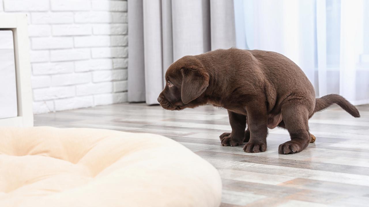 Chocolate Labrador Retriever puppy pooping on floor indoors