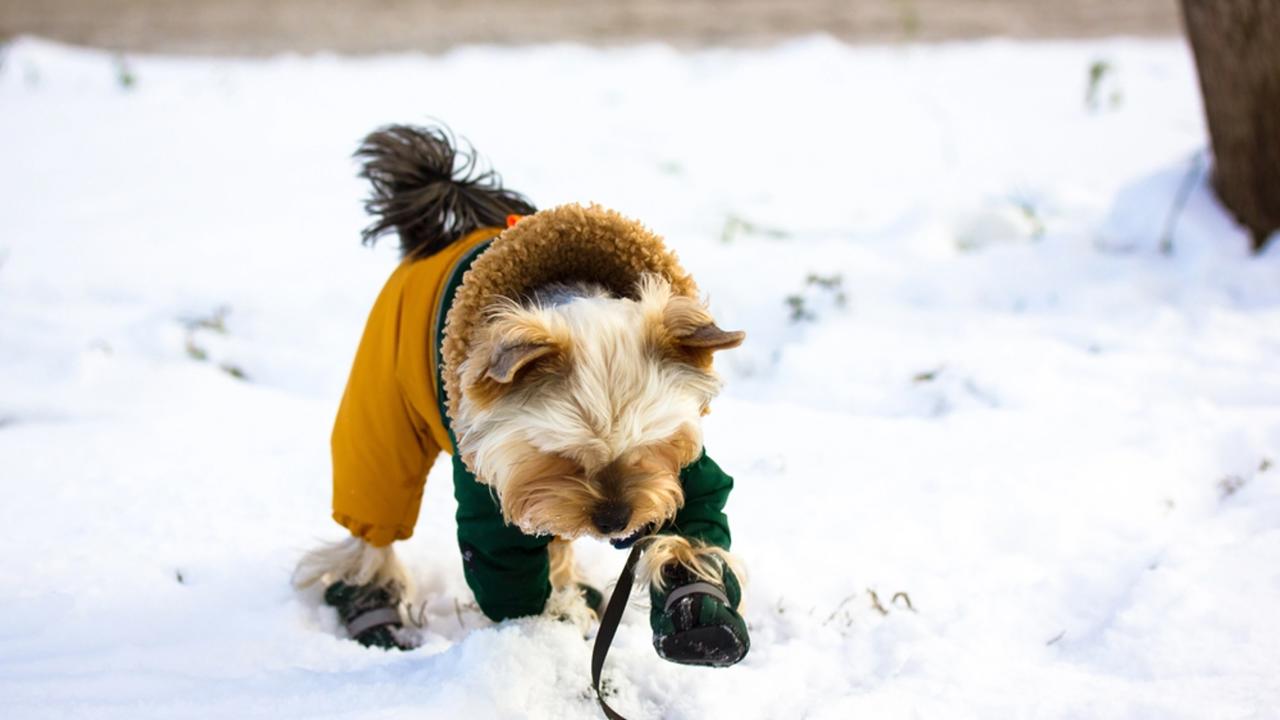 Funny cute Yorkshire Terrier dog in a warm suit, overalls walking in a countryside at cold frosty winter day. Doggie in warm shoes boots playing in the snow. Clothes for lovely pets for walk outdoors.