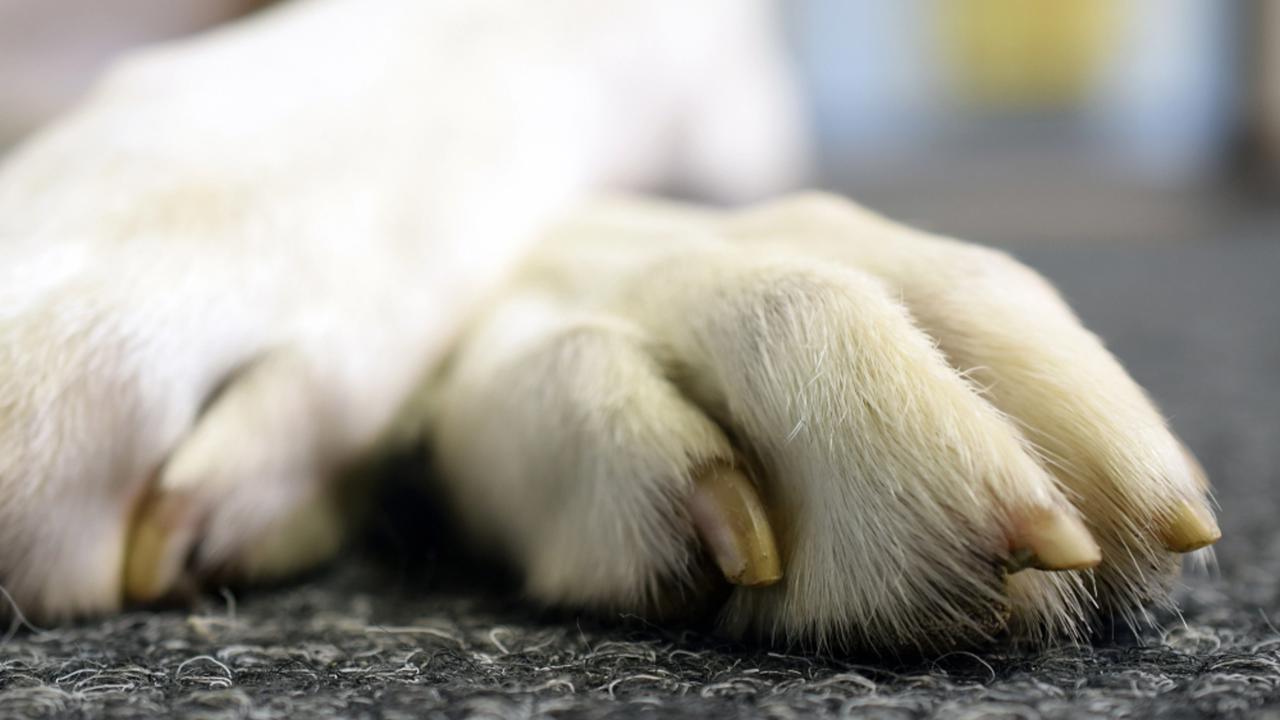 Dog's,Paw.,Horizontal,Close,Up,Image,With,Copy,Space.