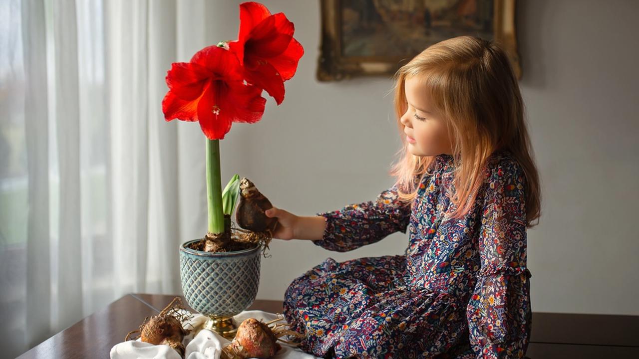 Little white girl sitting on the table near the vase with red amaryllis and bulbs