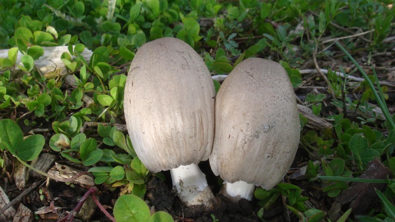 Hnojnik atramentový (Coprinopsis atramentaria)