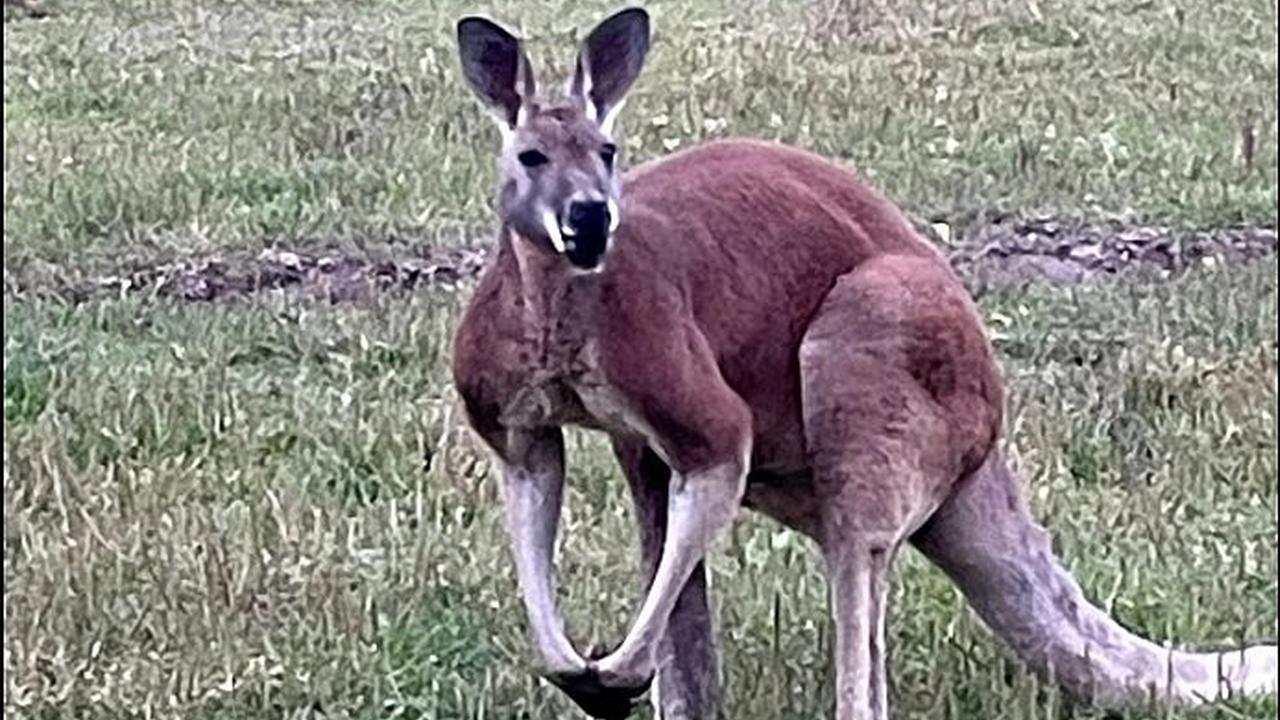 Kengura na farme v USA zabila majiteľa kontaktnej zoo.