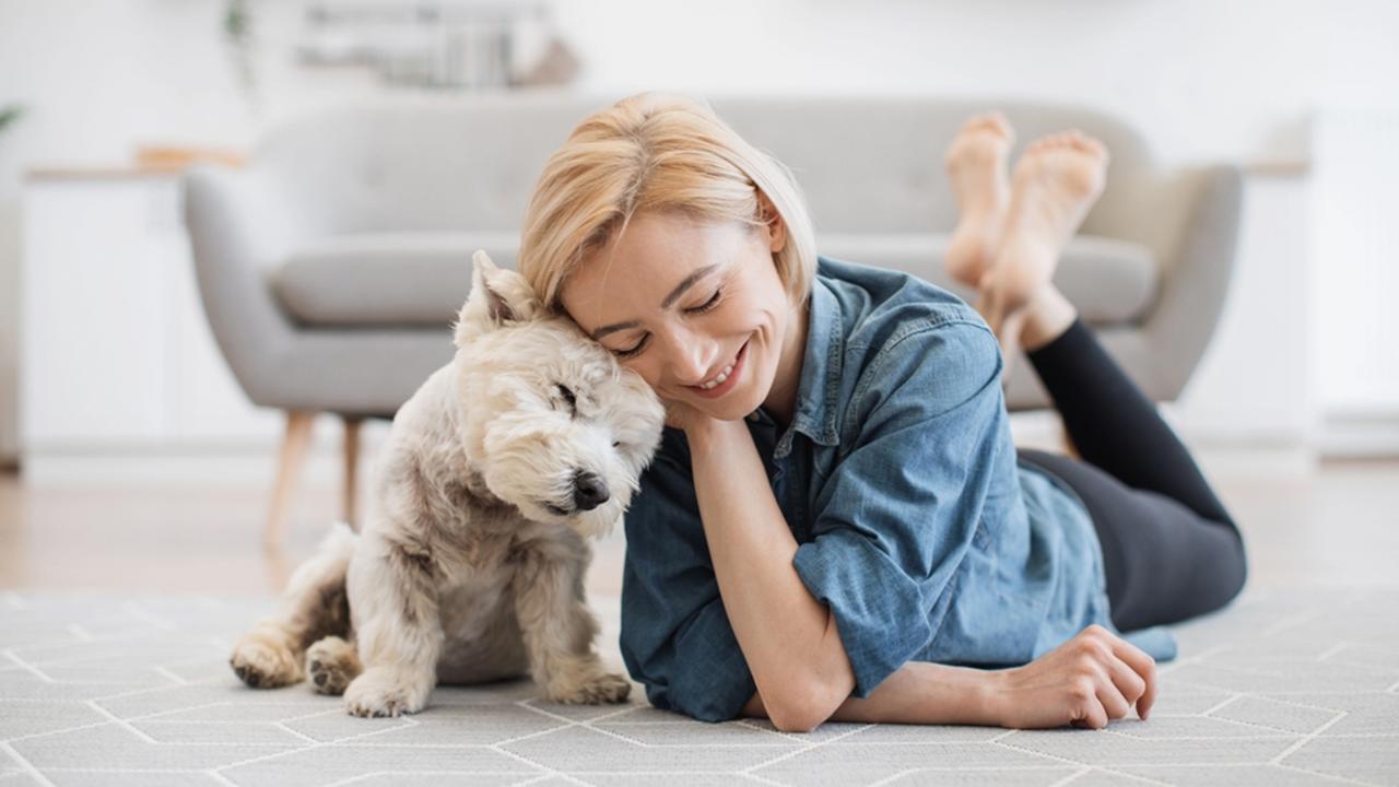 Kind female person and faithful small terrier snuggling to each other with heads while staying on wooden floor at home. Affectionate woman and cuddly Westie enjoying bonding interaction on sunny day.