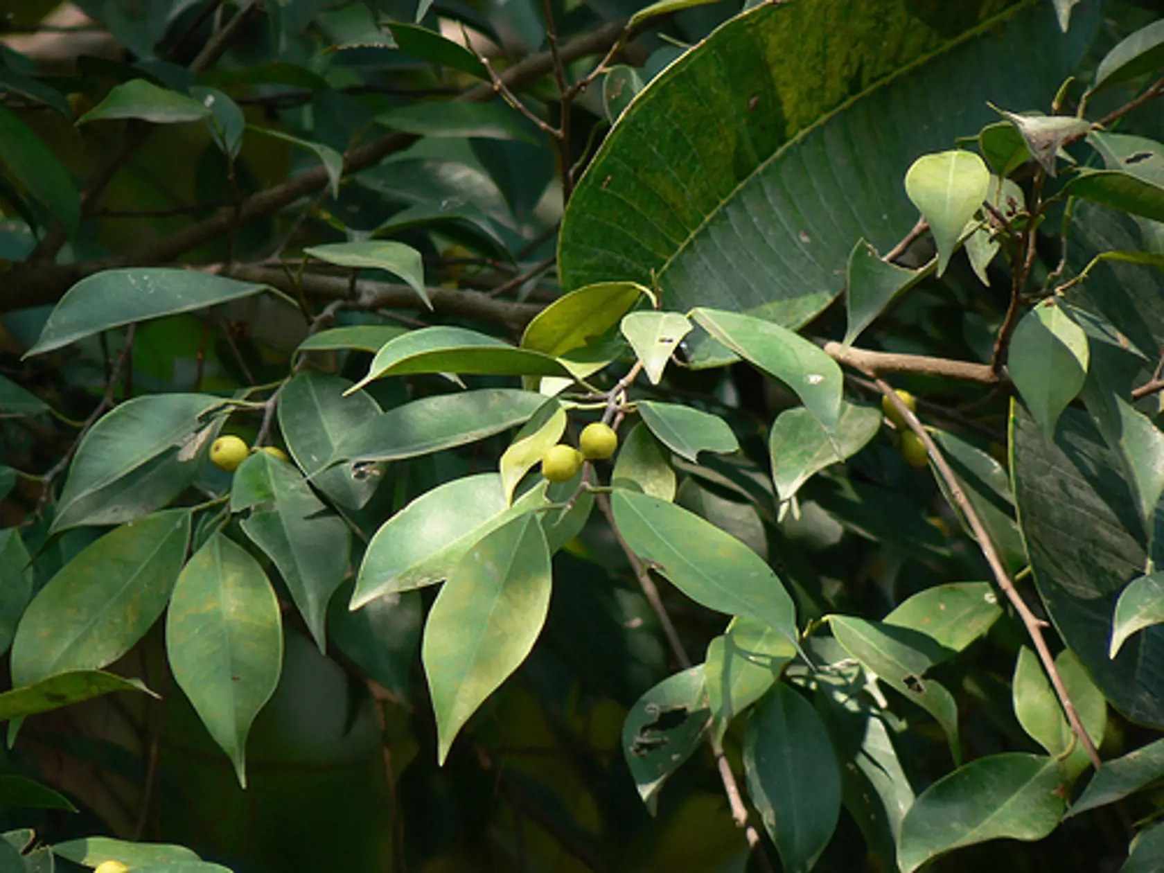 Ficus môže mať rôzne podoby.