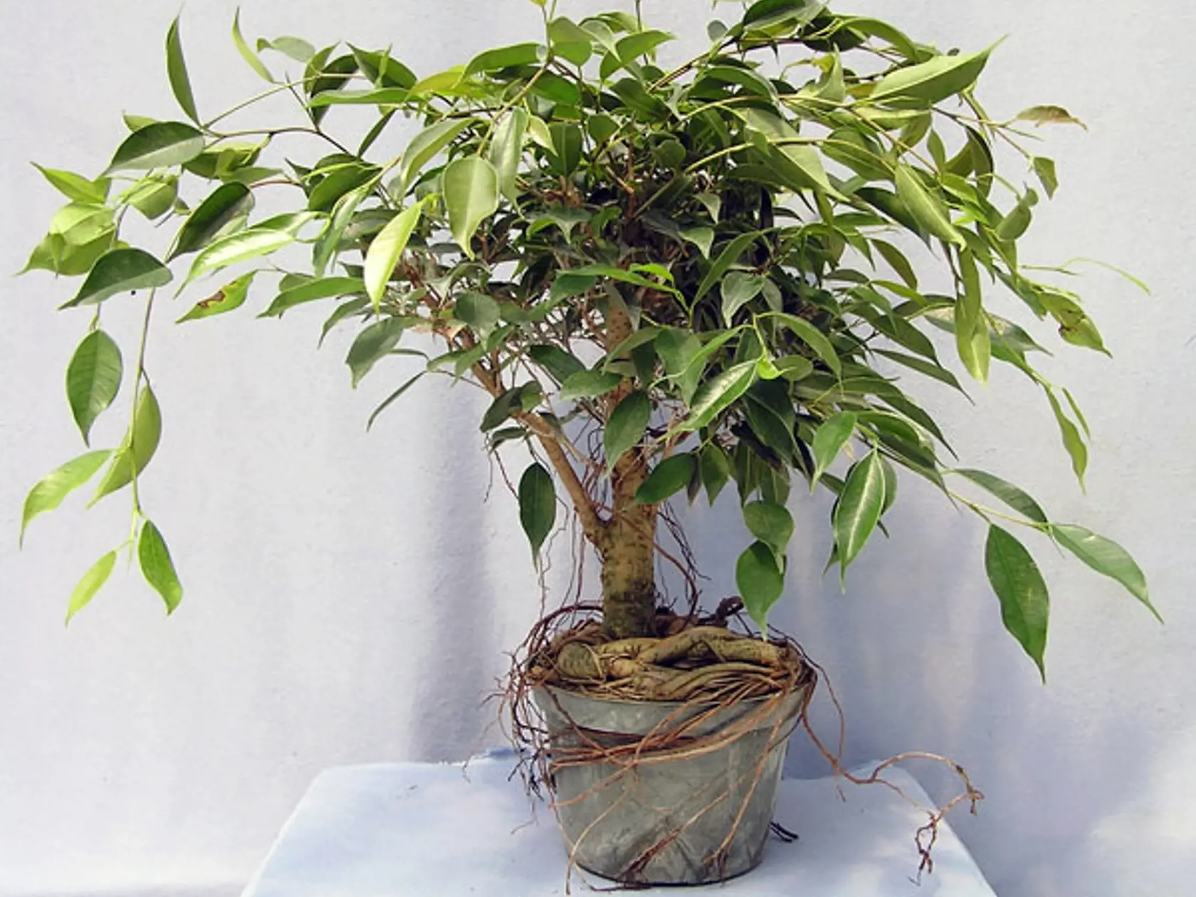 Ficus benjamin oriental.